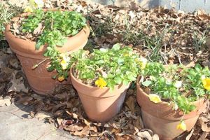 lot 18 image: Three Terracotta Pots with Plants