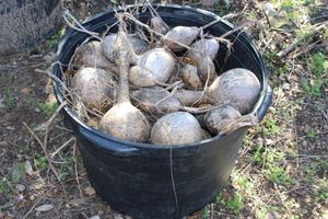 lot 14 image: Gourds 30 Gallon pot full