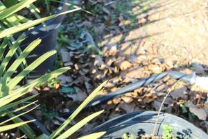 lot 36 image: Drip Irrigation Hose Approximately 50 yards