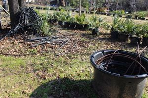 lot 97 image: Large Quantity of Drip Irrigation Hose