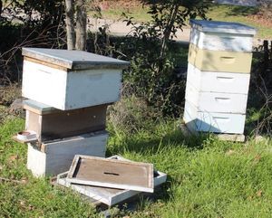 lot 41 image: Inactive Bee Hives for Honey Collecting Hive recently removed may still be active bees around BUYER RESPONSIBLE FOR REMOVAL