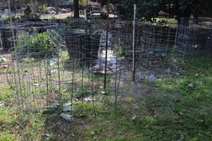 lot 51 image: Tomatoe Cages
