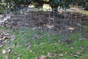 lot 52 image: Tomatoe Cages
