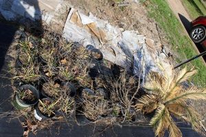 lot 56 image: Live Plants 25 5 gallon Caribbean Lily and 1 Palm