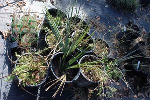 lot 57 image: Winter Jasmin, Dwarf Sable Palm and Red Yacca Annual