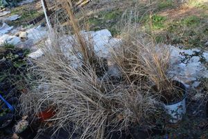 lot 59 image: Miscanthus