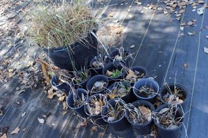 lot 62 image: Day Lily 14 5 gallon pots 1 30 gallon pot