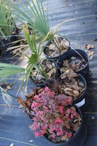 lot 63 image: Nandina Dwarf Palm and Canna Lily