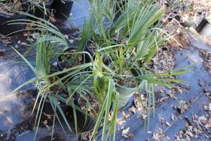 lot 64 image: Seven Windmill Palm in 5 Gallon Pots