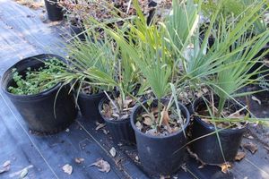 lot 65 image: Seven Windmill Palm in 5 Gallon Pots