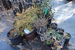 lot 67 image: Live Plants