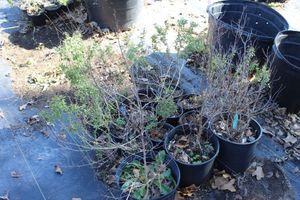 lot 68 image: Three Drawf Crepe Myrtle, Twelve  Autumn Sage