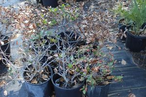 lot 69 image: Nine Indian Hawthorne