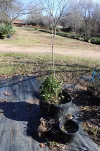 lot 71 image: Native Clamitis, Winter Beauty Berry