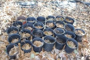 lot 73 image: Twenty Five - 1 Gallon Potentilla