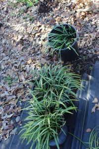 lot 75 image: Four 5 Gallon pots of Monkey Grass