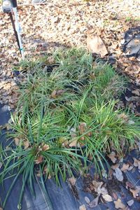 lot 61 image: Monkey Grass 30