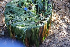 lot 74 image: Thirty Gallon Cranium Lily Bulbs