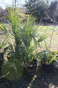 lot 79 image: Five Sabal Minor Palm