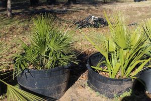 lot 101 image: Two 30 Gallon Sabal Minor Palm