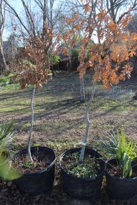 lot 110 image: Two 30 Gallon Red Oak Trees