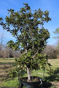 lot 115 image: One 65 Gallon Magnolia Tree