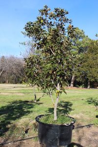 lot 116 image: 65 Gallon Little Gem Magnolia