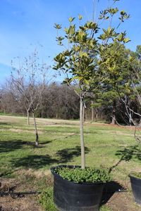 lot 117 image: 65 Gallon Magnolia Tree