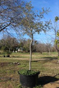 lot 118 image: 65 Gallon Live Oak Tree