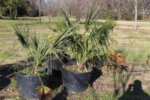 lot 120 image: 3 Sabal Minor Palm