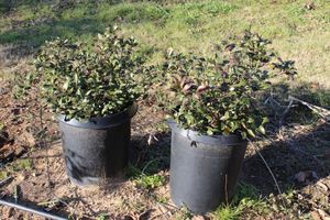 lot 122 image: Two 10 Gallon Indian Hawthorne