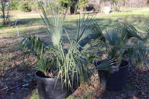 lot 126 image: Three Sabal Minor Palm