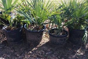 lot 85 image: Four Sabal Minor Palm  The same photos have been used for Multiple Lots, The plants could vary slightly but all come in the same size pot