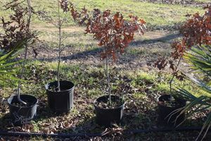 lot 104 image: Four 5 Gallon Red Oak Trees