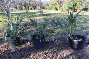 lot 125 image: Three Sabal Minor Palm