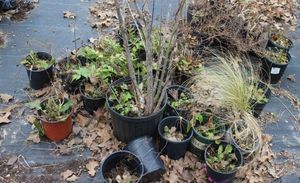 lot 142 image: Live Plants Aster, Holly Fern and Feather Grass