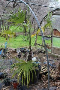 lot 143 image: One - 30 Gallon Windmill Palm