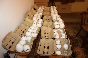 lot 170 image: Unpainted Ceramic Bisque eggs and crafts