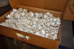 lot 371 image: Glued clam shells, beach souvenirs, Pinecones, and pine needles