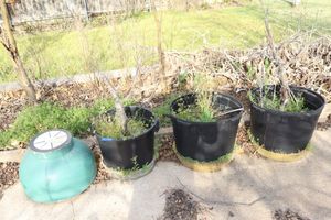 lot 593 image: Outdoor planters