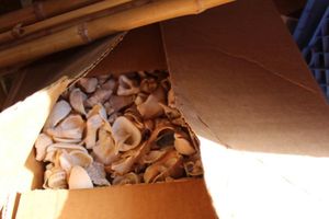 lot 556 image: Shells