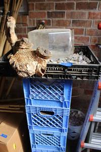 lot 557 image: Shells with glass aquarium and blue crates