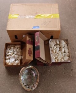 lot 565 image: Oyster and clam shell clusters