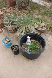 lot 584 image: Plants and planters