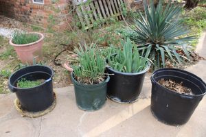 lot 585 image: Large plants and planters