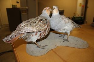 lot 430 image: Taxidermy Quail Pair (Partridge) PICKUP AT GRAND PRAIRIE LOCATION