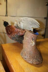 lot 431 image: Taxidermy Pheasant with wall mount PICKUP AT GRAND PRAIRIE LOCATION
