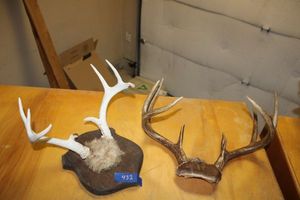 lot 432 image: Antlers as shown PICKUP AT GRAND PRAIRIE LOCATION