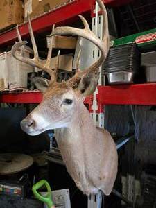 lot 90 image: Beautiful 10-Point White Tail Taxidermy