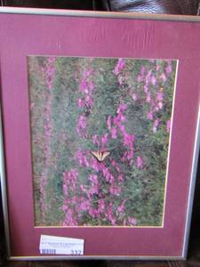 lot 332 image: framed butterfly art